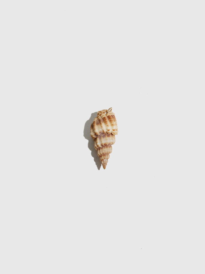 Stripe Conch Shell Pendant - Archival Collection