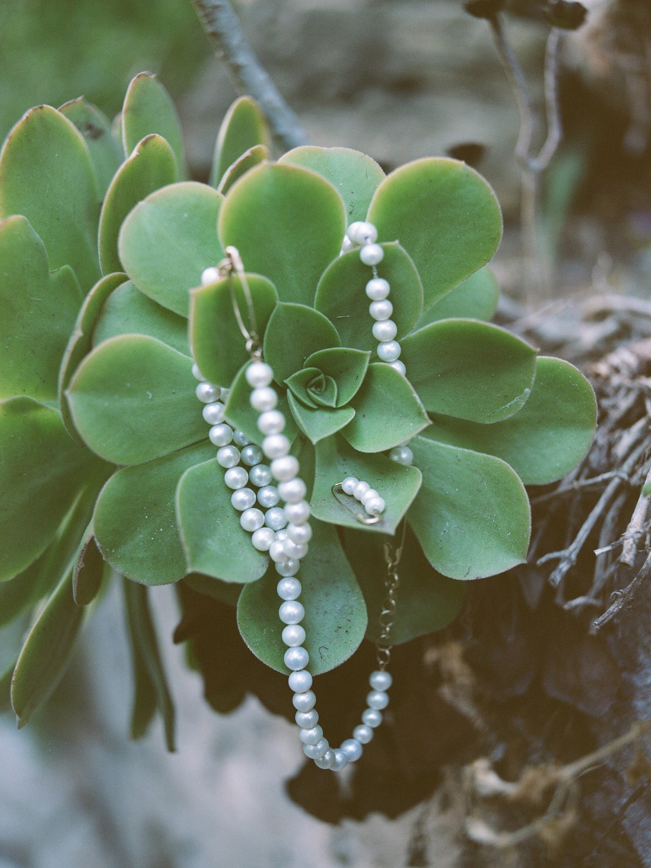 14kt Yellow Gold Safety Pin & Pearl Bracelet pictured hanging from succulent in nature.